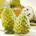 organic quality annona muricata fruit extract